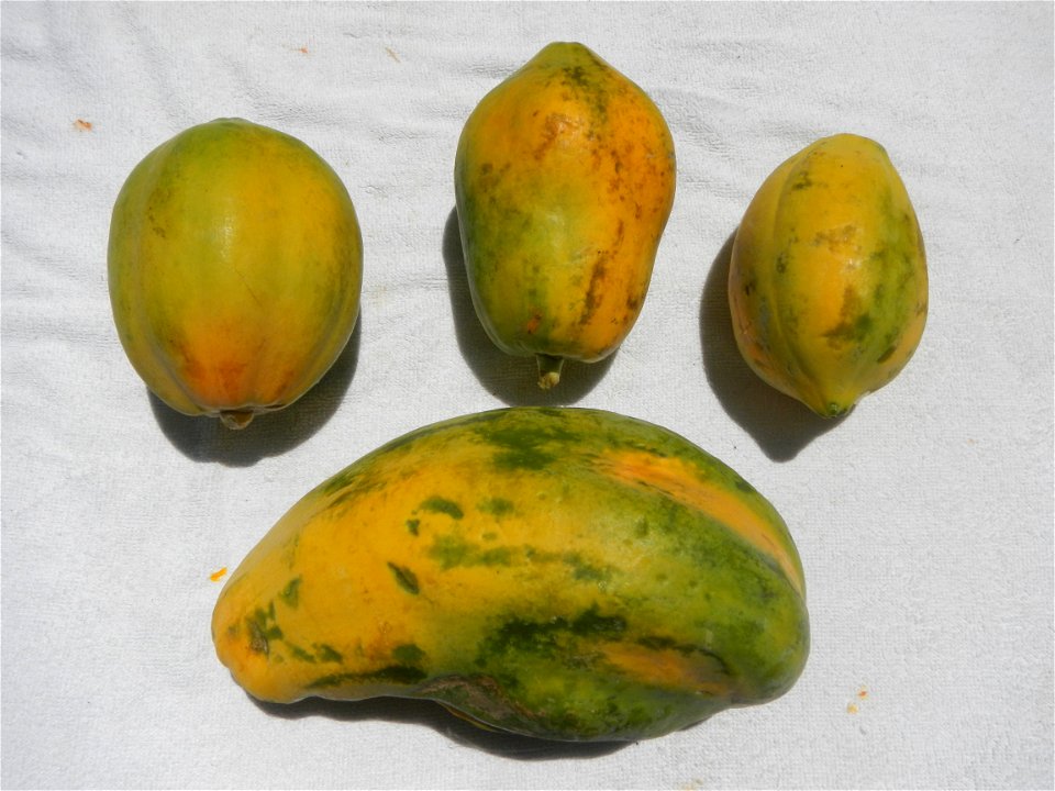 Pithecellobium dulce Camachile fruits, Carica papaya Bananas Mangoes and Siniguelas fruits of the Philippines, photos taken at Poblacion, Baliuag, Bulacan  (Note: Judge Florentino Floro, the owner, to