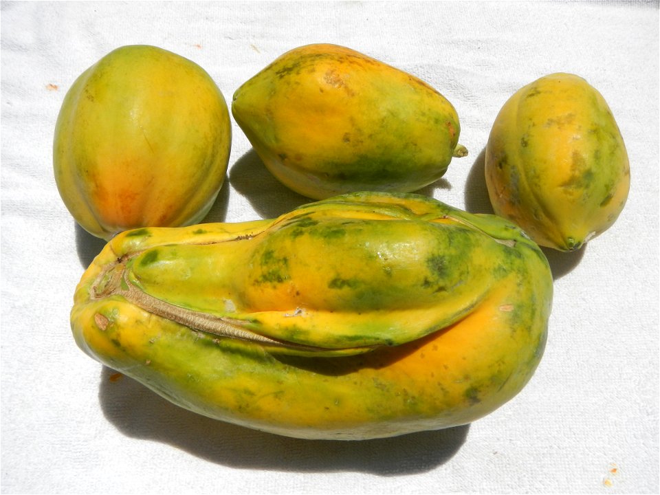 Pithecellobium dulce Camachile fruits, Carica papaya Bananas Mangoes and Siniguelas fruits of the Philippines, photos taken at Poblacion, Baliuag, Bulacan  (Note: Judge Florentino Floro, the owner, to