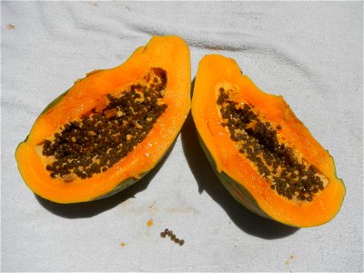 Pithecellobium dulce Camachile fruits, Carica papaya Bananas Mangoes and Siniguelas fruits of the Philippines, photos taken at Poblacion, Baliuag, Bulacan  (Note: Judge Florentino Floro, the owner, to
