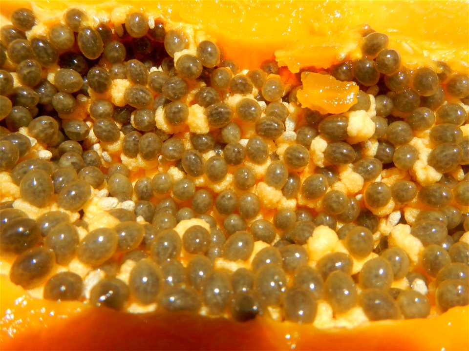 Pithecellobium dulce Camachile fruits, Carica papaya Bananas Mangoes and Siniguelas fruits of the Philippines, photos taken at Poblacion, Baliuag, Bulacan  (Note: Judge Florentino Floro, the owner, to