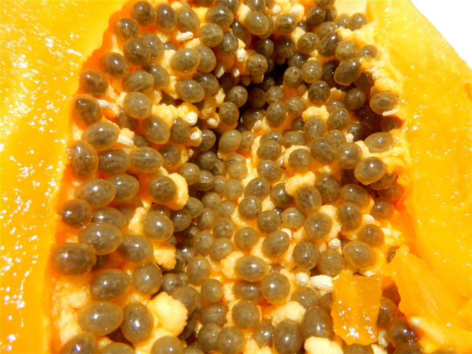 Pithecellobium dulce Camachile fruits, Carica papaya Bananas Mangoes and Siniguelas fruits of the Philippines, photos taken at Poblacion, Baliuag, Bulacan  (Note: Judge Florentino Floro, the owner, to