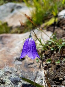 Purple nature focus