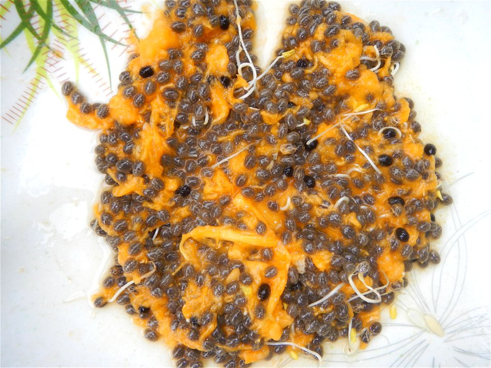 Carica papaya seeds Pancit  (Note: Judge Florentino Floro, the owner, to repeat, Donor Florentino Floro of all these photos hereby donate gratuitously, freely and unconditionally all these photos to a