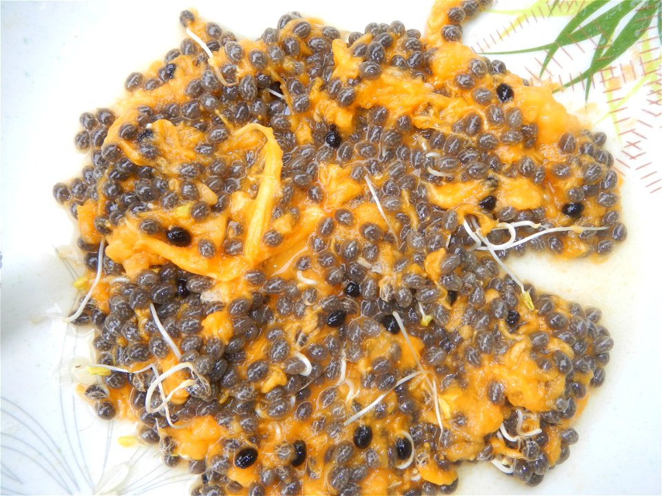 Carica papaya seeds Pancit  (Note: Judge Florentino Floro, the owner, to repeat, Donor Florentino Floro of all these photos hereby donate gratuitously, freely and unconditionally all these photos to a