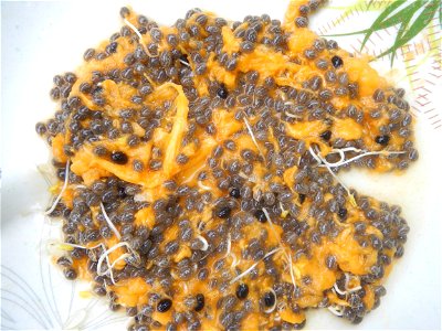 Carica papaya seeds Pancit  (Note: Judge Florentino Floro, the owner, to repeat, Donor Florentino Floro of all these photos hereby donate gratuitously, freely and unconditionally all these photos to a