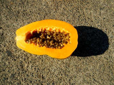 Carica papaya photo