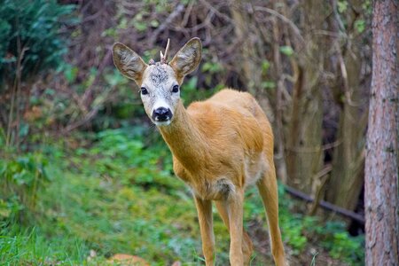 Nice grass fallow