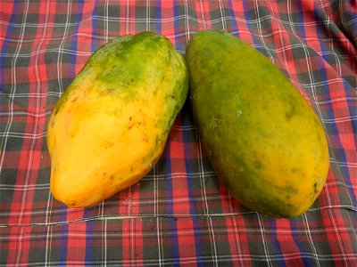 Saba banana Carica papaya in the Philippines seeds Garlic in the Philippines List of Philippine dishes Pipino (Philippines) Tomatoes of the Philippines Tomato slices Tomato textures Luyang dilaw Gabi 