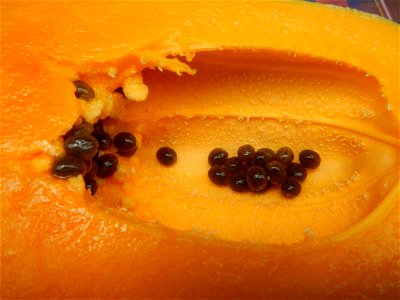 Saba banana Carica papaya in the Philippines seeds Garlic in the Philippines List of Philippine dishes Pipino (Philippines) Tomatoes of the Philippines Tomato slices Tomato textures Luyang dilaw Gabi 