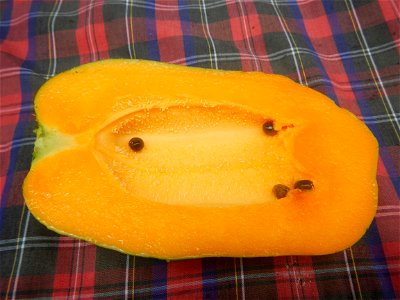 Saba banana Carica papaya in the Philippines seeds Garlic in the Philippines List of Philippine dishes Pipino (Philippines) Tomatoes of the Philippines Tomato slices Tomato textures Luyang dilaw Gabi 
