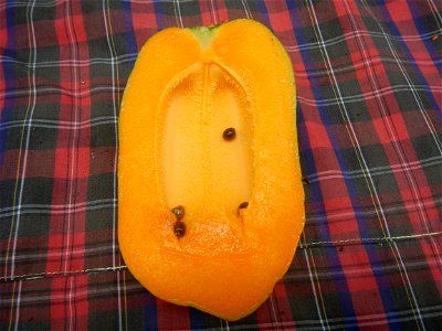 Saba banana Carica papaya in the Philippines seeds Garlic in the Philippines List of Philippine dishes Pipino (Philippines) Tomatoes of the Philippines Tomato slices Tomato textures Luyang dilaw Gabi 