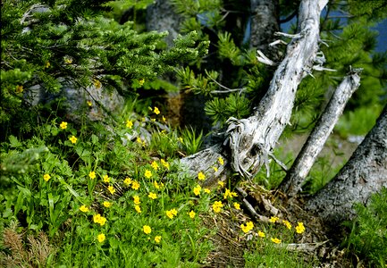 Meadow mountain country