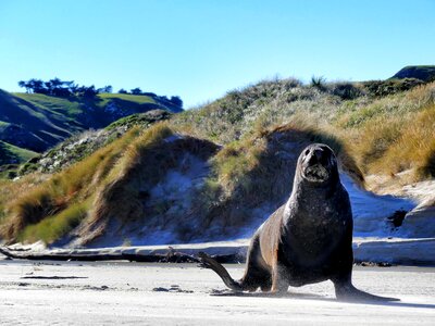 Walrus sea beach