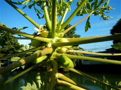Carica papaya Paddy fields, grasslands, trees, houses and irrigation (Bagong Nayon, Baliuag, Bulacan Farm-to-Market Road & Bridges) Bagong Nayon, Baliuag, Bulacan Irrigation Bridge & Creek K00