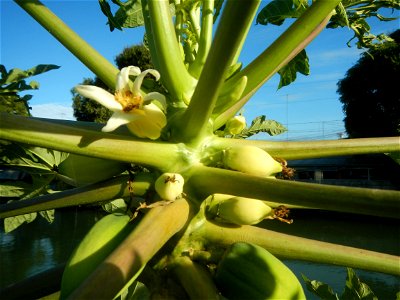 Carica papaya Paddy fields, grasslands, trees, houses and irrigation (Bagong Nayon, Baliuag, Bulacan Farm-to-Market Road & Bridges) Bagong Nayon, Baliuag, Bulacan Irrigation Bridge & Creek K00