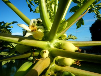 Carica papaya Paddy fields, grasslands, trees, houses and irrigation (Bagong Nayon, Baliuag, Bulacan Farm-to-Market Road & Bridges) Bagong Nayon, Baliuag, Bulacan Irrigation Bridge & Creek K00