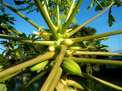 Carica papaya Paddy fields, grasslands, trees, houses and irrigation (Bagong Nayon, Baliuag, Bulacan Farm-to-Market Road & Bridges) Bagong Nayon, Baliuag, Bulacan Irrigation Bridge & Creek K00