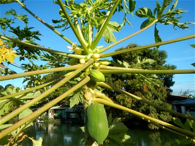 Carica papaya Paddy fields, grasslands, trees, houses and irrigation (Bagong Nayon, Baliuag, Bulacan Farm-to-Market Road & Bridges) Bagong Nayon, Baliuag, Bulacan Irrigation Bridge & Creek K00