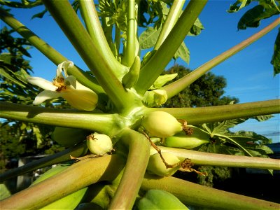 Carica papaya Paddy fields, grasslands, trees, houses and irrigation (Bagong Nayon, Baliuag, Bulacan Farm-to-Market Road & Bridges) Bagong Nayon, Baliuag, Bulacan Irrigation Bridge & Creek K00