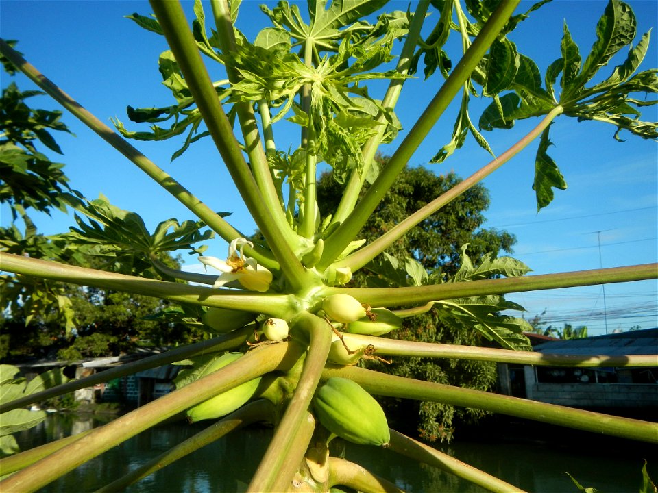 Carica papaya Paddy fields, grasslands, trees, houses and irrigation (Bagong Nayon, Baliuag, Bulacan Farm-to-Market Road & Bridges) Bagong Nayon, Baliuag, Bulacan Irrigation Bridge & Creek K00