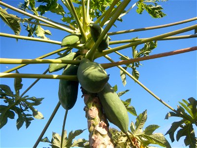 Carica papaya Paddy fields, grasslands, trees, houses and irrigation (Bagong Nayon, Baliuag, Bulacan Farm-to-Market Road & Bridges) Bagong Nayon, Baliuag, Bulacan Irrigation Bridge & Creek K00