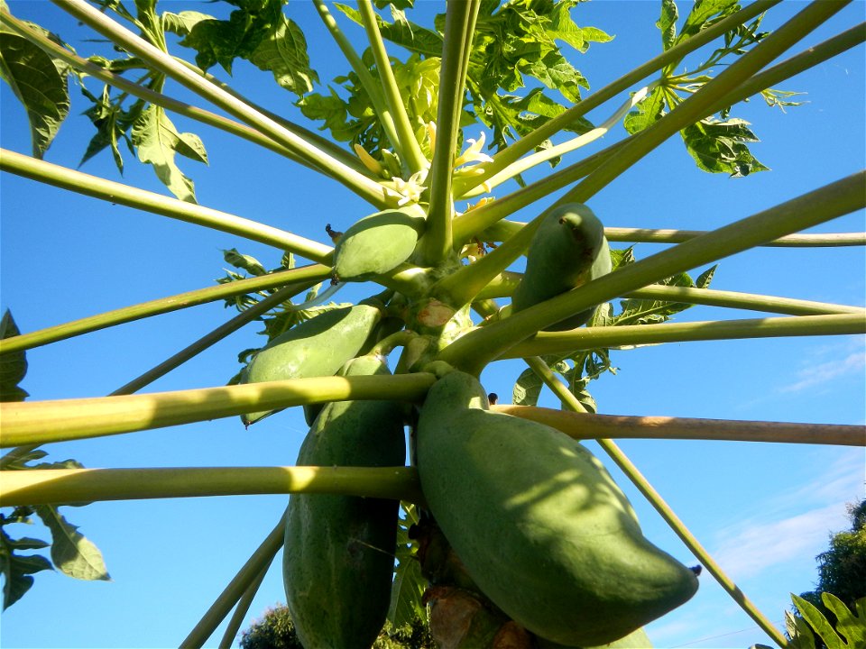 Carica papaya Paddy fields, grasslands, trees, houses and irrigation (Bagong Nayon, Baliuag, Bulacan Farm-to-Market Road & Bridges) Bagong Nayon, Baliuag, Bulacan Irrigation Bridge & Creek K00