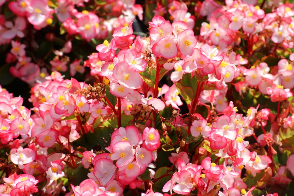 Pink summer nature