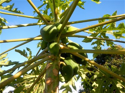 Carica papaya Paddy fields, grasslands, trees, houses and irrigation (Bagong Nayon, Baliuag, Bulacan Farm-to-Market Road & Bridges) Bagong Nayon, Baliuag, Bulacan Irrigation Bridge & Creek K00