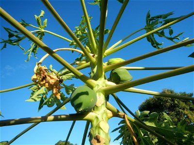 Carica papaya Paddy fields, grasslands, trees, houses and irrigation (Bagong Nayon, Baliuag, Bulacan Farm-to-Market Road & Bridges) Bagong Nayon, Baliuag, Bulacan Irrigation Bridge & Creek K00