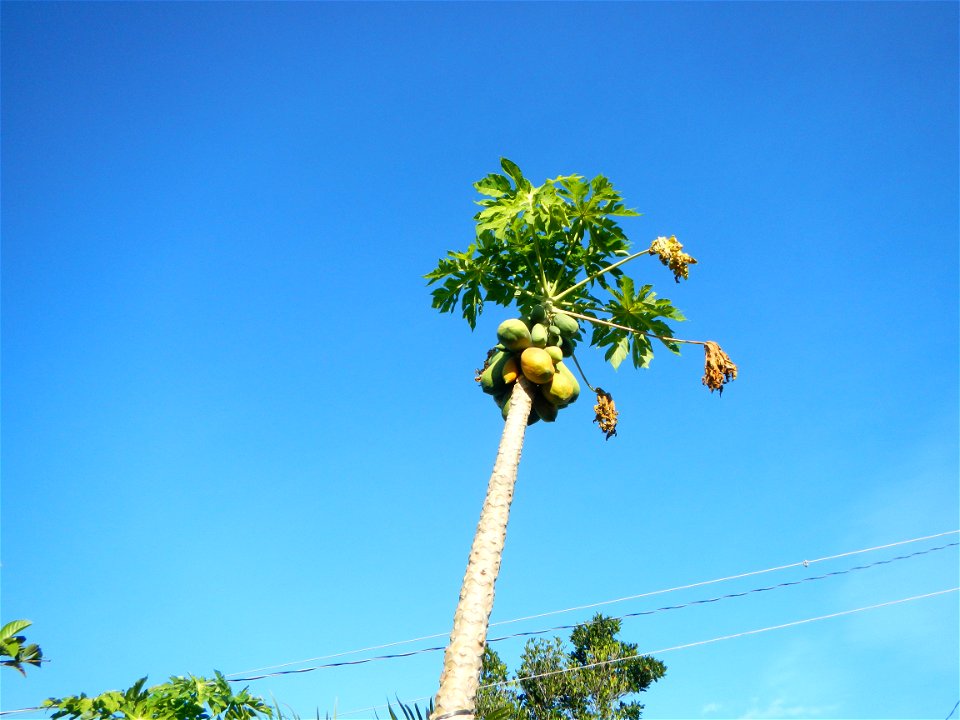 List of Barangays in Tarlac, Barangay San Agustin, Victoria, Tarlac, Tarlac Province (is beside Barangays Bantog, Balbaloto, Bangar, San Nicolas, Santa Lucia, and San Gavino, Victoria, Tarlac, upon th