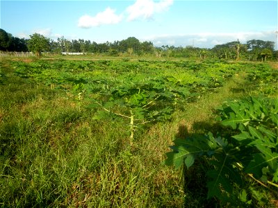 Carica papaya plantations in Angat, Bulacan Trees, grasslands, paddy and vegetable fields in Marungko barangay road, Angat, Bulacan Barangay Marungko  14°56'53"N 121°0'40"E Angat, Bulacan, Bulacan pro