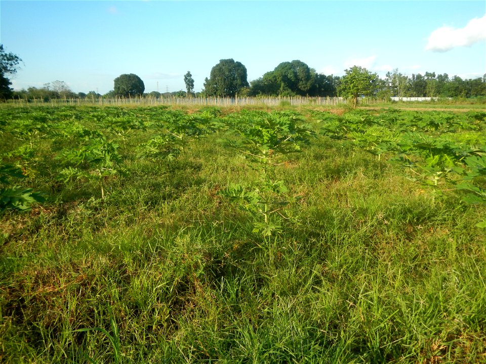 Carica papaya plantations in Angat, Bulacan Trees, grasslands, paddy and vegetable fields in Marungko barangay road, Angat, Bulacan Barangay Marungko  14°56'53"N 121°0'40"E Angat, Bulacan, Bulacan pro