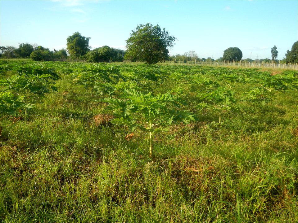 Carica papaya plantations in Angat, Bulacan Trees, grasslands, paddy and vegetable fields in Marungko barangay road, Angat, Bulacan Barangay Marungko  14°56'53"N 121°0'40"E Angat, Bulacan, Bulacan pro