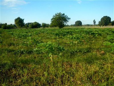Carica papaya plantations in Angat, Bulacan Trees, grasslands, paddy and vegetable fields in Marungko barangay road, Angat, Bulacan Barangay Marungko  14°56'53"N 121°0'40"E Angat, Bulacan, Bulacan pro