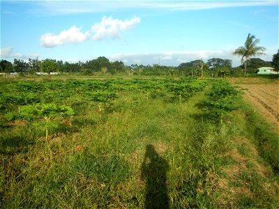 Carica papaya plantations in Angat, Bulacan Trees, grasslands, paddy and vegetable fields in Marungko barangay road, Angat, Bulacan Barangay Marungko  14°56'53"N 121°0'40"E Angat, Bulacan, Bulacan pro