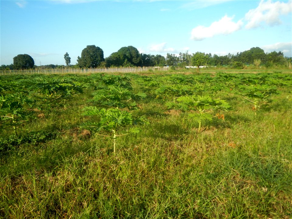 Carica papaya plantations in Angat, Bulacan Trees, grasslands, paddy and vegetable fields in Marungko barangay road, Angat, Bulacan Barangay Marungko  14°56'53"N 121°0'40"E Angat, Bulacan, Bulacan pro
