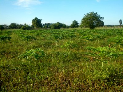 Carica papaya plantations in Angat, Bulacan Trees, grasslands, paddy and vegetable fields in Marungko barangay road, Angat, Bulacan Barangay Marungko  14°56'53"N 121°0'40"E Angat, Bulacan, Bulacan pro