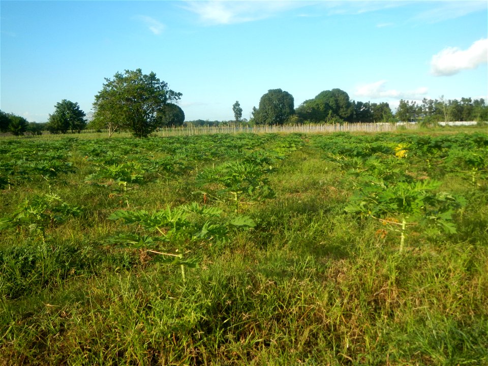 Carica papaya plantations in Angat, Bulacan Trees, grasslands, paddy and vegetable fields in Marungko barangay road, Angat, Bulacan Barangay Marungko  14°56'53"N 121°0'40"E Angat, Bulacan, Bulacan pro
