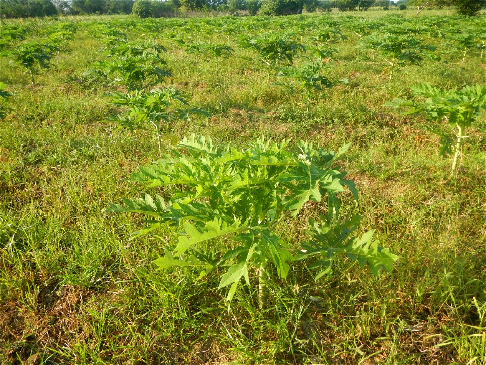 Carica papaya plantations in Angat, Bulacan Trees, grasslands, paddy and vegetable fields in Marungko barangay road, Angat, Bulacan Barangay Marungko  14°56'53"N 121°0'40"E Angat, Bulacan, Bulacan pro
