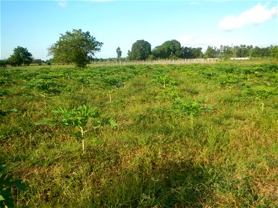 Carica papaya plantations in Angat, Bulacan Trees, grasslands, paddy and vegetable fields in Marungko barangay road, Angat, Bulacan Barangay Marungko  14°56'53"N 121°0'40"E Angat, Bulacan, Bulacan pro