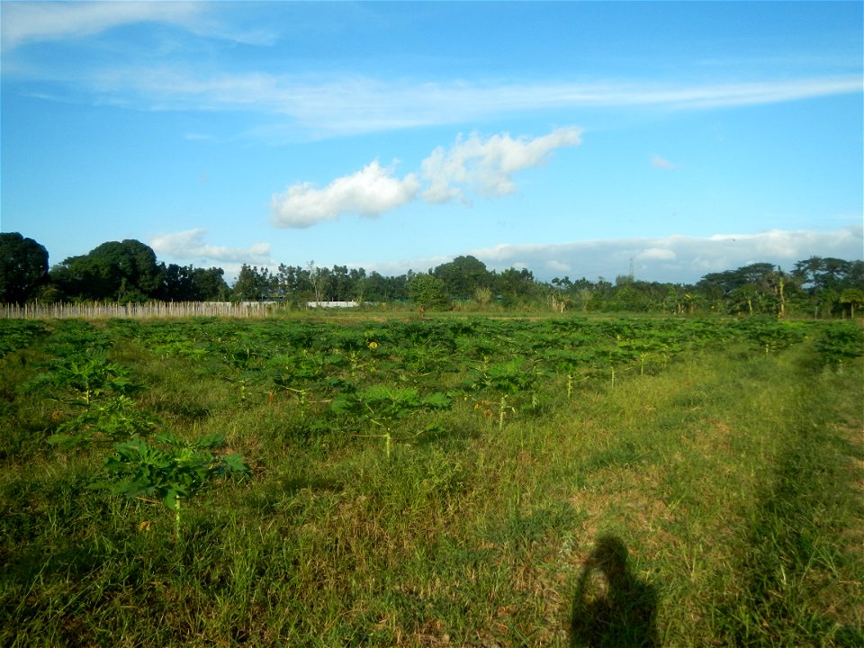 Carica papaya plantations in Angat, Bulacan Trees, grasslands, paddy and vegetable fields in Marungko barangay road, Angat, Bulacan Barangay Marungko  14°56'53"N 121°0'40"E Angat, Bulacan, Bulacan pro