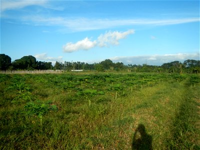 Carica papaya plantations in Angat, Bulacan Trees, grasslands, paddy and vegetable fields in Marungko barangay road, Angat, Bulacan Barangay Marungko  14°56'53"N 121°0'40"E Angat, Bulacan, Bulacan pro