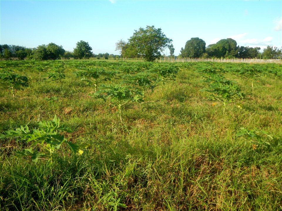 Carica papaya plantations in Angat, Bulacan Trees, grasslands, paddy and vegetable fields in Marungko barangay road, Angat, Bulacan Barangay Marungko  14°56'53"N 121°0'40"E Angat, Bulacan, Bulacan pro