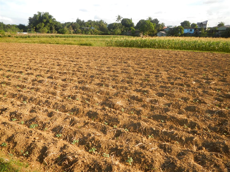 Carica papaya plantations in Angat, Bulacan Trees, grasslands, paddy and vegetable fields in Marungko barangay road, Angat, Bulacan Barangay Marungko  14°56'53"N 121°0'40"E Angat, Bulacan, Bulacan pro