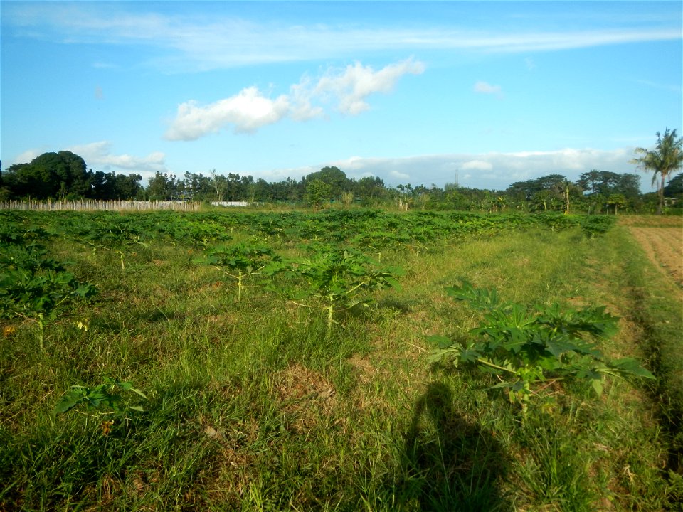 Carica papaya plantations in Angat, Bulacan Trees, grasslands, paddy and vegetable fields in Marungko barangay road, Angat, Bulacan Barangay Marungko  14°56'53"N 121°0'40"E Angat, Bulacan, Bulacan pro
