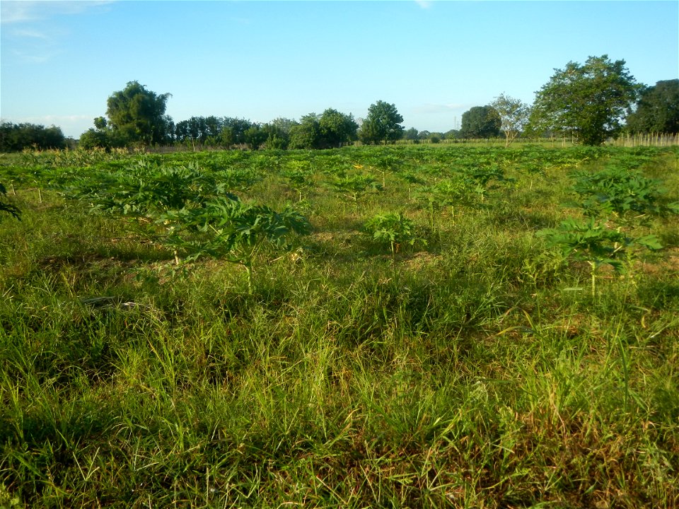 Carica papaya plantations in Angat, Bulacan Trees, grasslands, paddy and vegetable fields in Marungko barangay road, Angat, Bulacan Barangay Marungko  14°56'53"N 121°0'40"E Angat, Bulacan, Bulacan pro