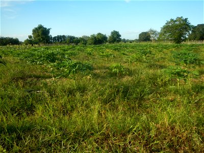 Carica papaya plantations in Angat, Bulacan Trees, grasslands, paddy and vegetable fields in Marungko barangay road, Angat, Bulacan Barangay Marungko  14°56'53"N 121°0'40"E Angat, Bulacan, Bulacan pro