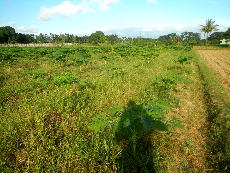 Carica papaya plantations in Angat, Bulacan Trees, grasslands, paddy and vegetable fields in Marungko barangay road, Angat, Bulacan Barangay Marungko  14°56'53"N 121°0'40"E Angat, Bulacan, Bulacan pro