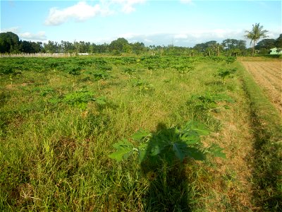 Carica papaya plantations in Angat, Bulacan Trees, grasslands, paddy and vegetable fields in Marungko barangay road, Angat, Bulacan Barangay Marungko  14°56'53"N 121°0'40"E Angat, Bulacan, Bulacan pro