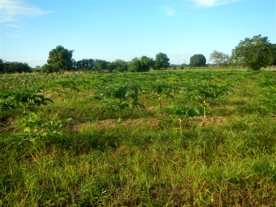 Carica papaya plantations in Angat, Bulacan Trees, grasslands, paddy and vegetable fields in Marungko barangay road, Angat, Bulacan Barangay Marungko  14°56'53"N 121°0'40"E Angat, Bulacan, Bulacan pro
